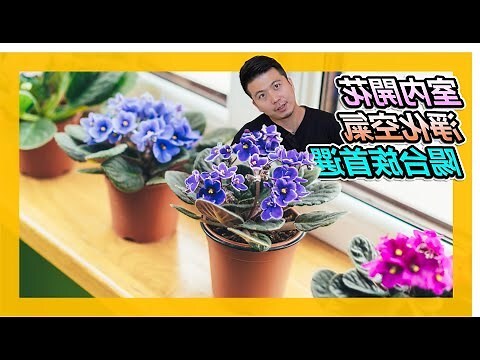 非洲菫 葉子下垂